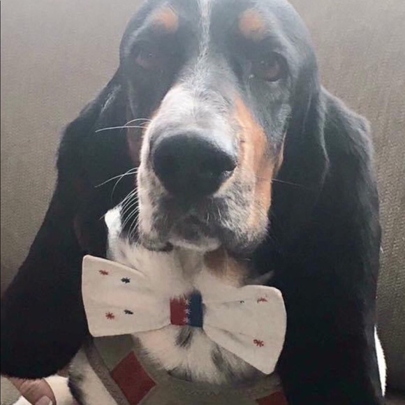 💋POSH AMBASSADOR💋 - Picture 4 of 5